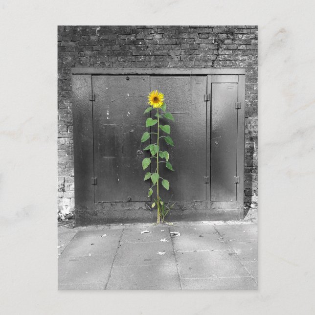 Carte Postale Tournesol urbain (Devant)