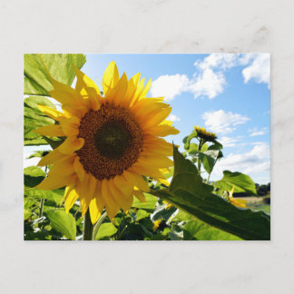 Carte Postale Tournesols