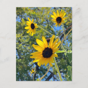 Carte Postale Tournesols