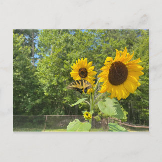 Carte Postale Tournesols
