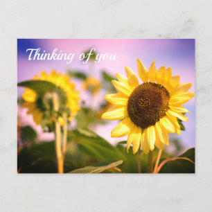 Carte Postale Tournesols à RHS Wisley, Royaume-Uni Penser à vous