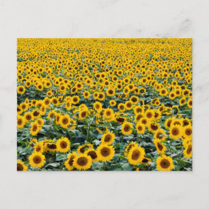 Carte Postale Tournesols, champ du Wisconsin