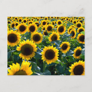 Carte Postale Tournesols (himawari) : Japon
