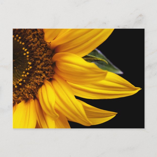 Carte Postale Tournesols - Tournesol Customisé Modèle blanc (Devant)
