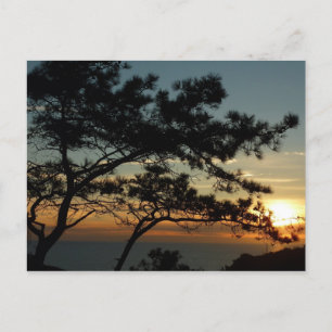 Carte Postale Tourrey Pine Sunset I California Paysage