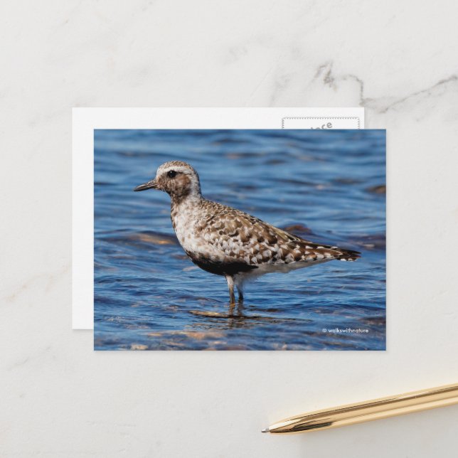 Carte Postale Tourterelle à ventre noir sur la côte (Devant/Arrière en situation)