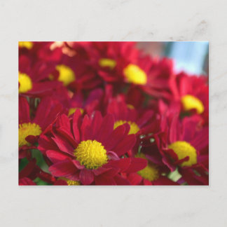 Carte Postale Tout le monde a une mère