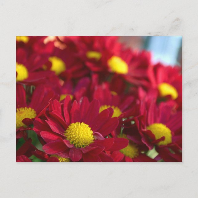 Carte Postale Tout le monde a une mère (Devant)