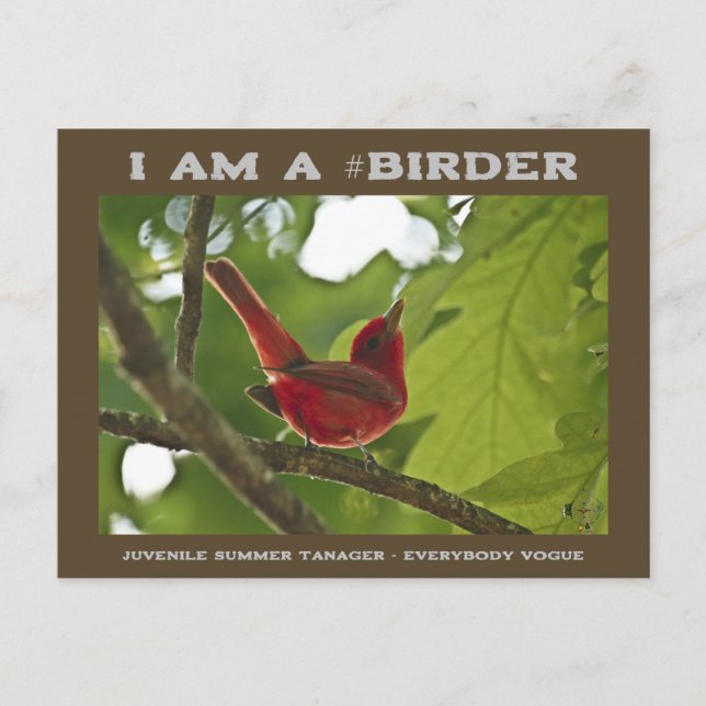 Carte Postale Tout le monde Vogue Juvenile Summer Tanager Birage (Devant)
