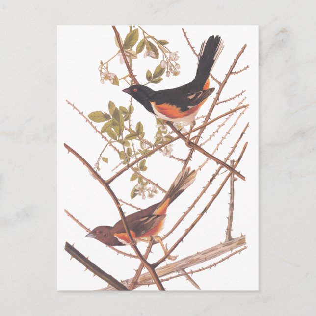 Carte Postale Towee Bunting Audubon Black and Orange Song Birds (Devant)