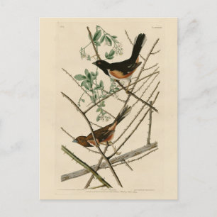 Carte Postale Towee Bunting (Eastern Towee) d'Audubon's Birds