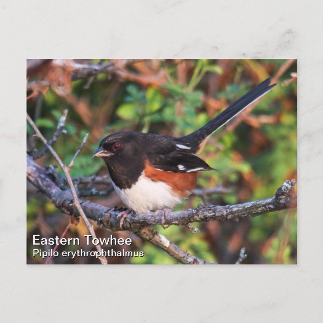 Carte Postale Towhee orientale (Devant)