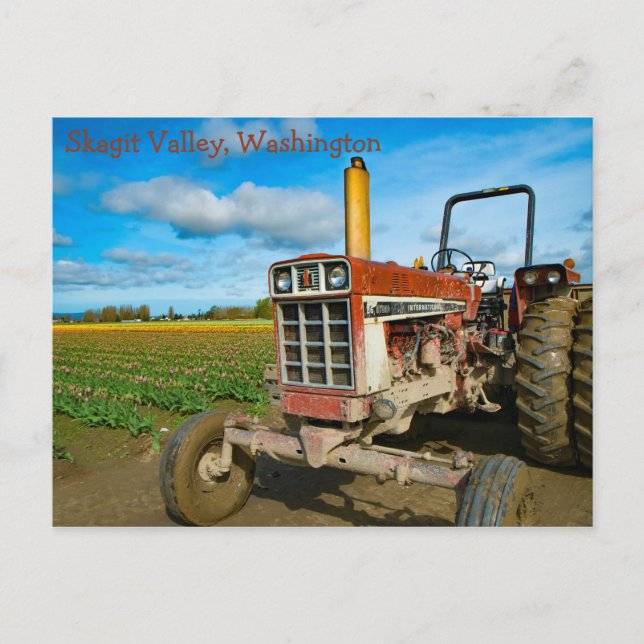 Carte Postale Tracteur antique dans les champs de tulipe (Devant)