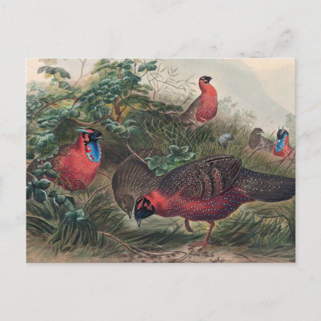 Carte Postale Tragopan de la corne par Joseph Wolf (Devant)