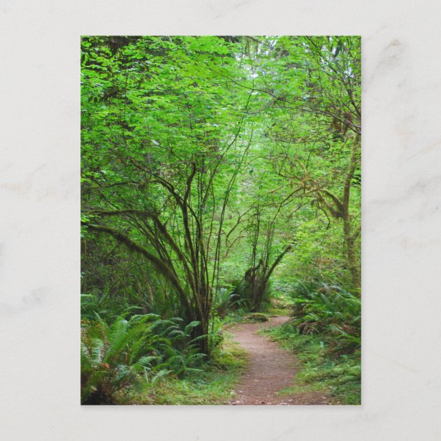 Carte Postale Trail dans Redwood Forest (Devant)