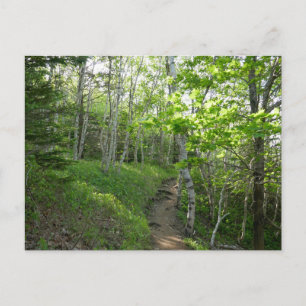 Carte Postale Trail forestier au parc national Acadia