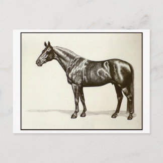 Carte Postale Trakehner Stallion