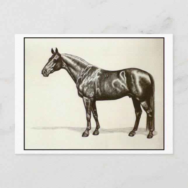 Carte Postale Trakehner Stallion (Devant)