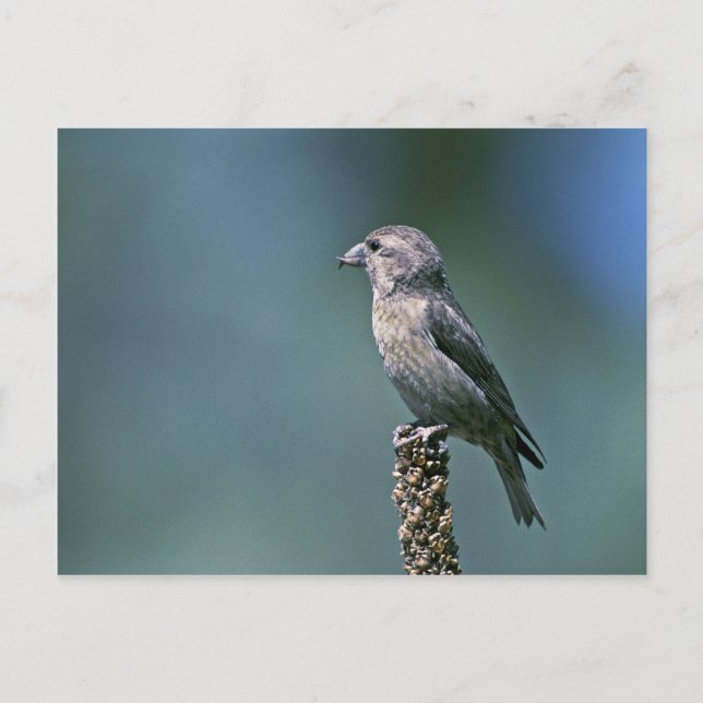 Carte Postale Tranche rouge (Devant)