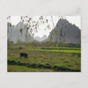 Carte Postale ©Transparence   Pâturage de vache, Guilin Guangxi,