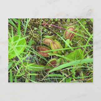 Carte Postale Traps de mouches de Venus