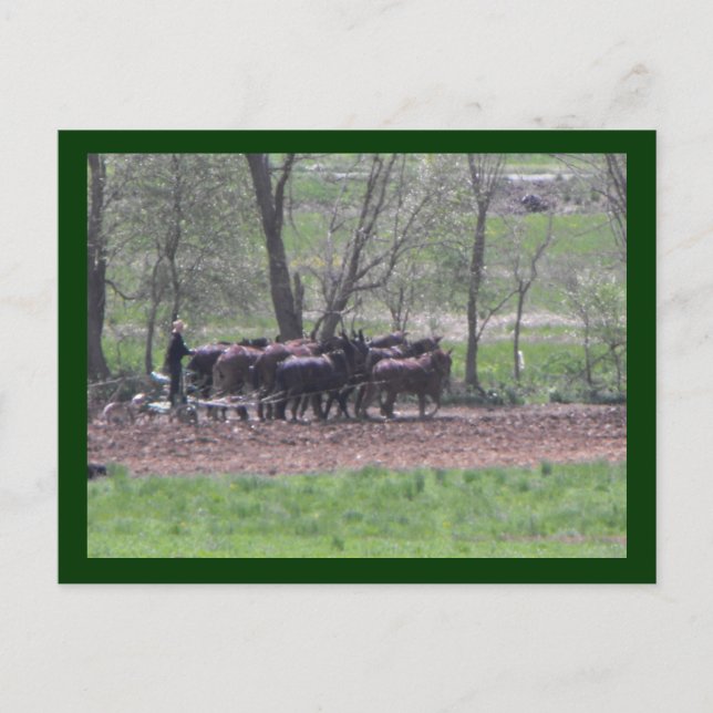 Carte Postale ~ Travail d'équipe ~ (Devant)