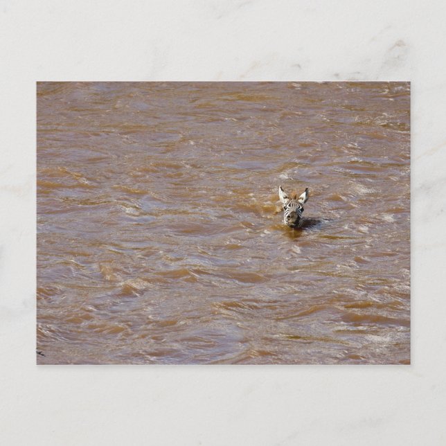 Carte Postale Traversée de Zebra (Devant)