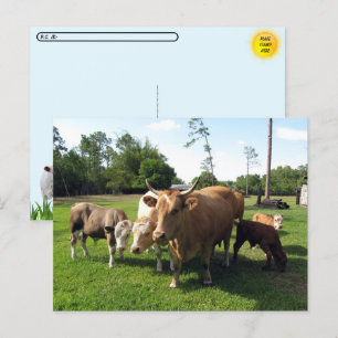 Carte Postale Traverser des tas de vaches et quelques petites ta