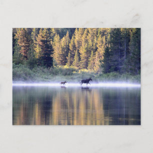 Carte Postale Traverser le brouillard