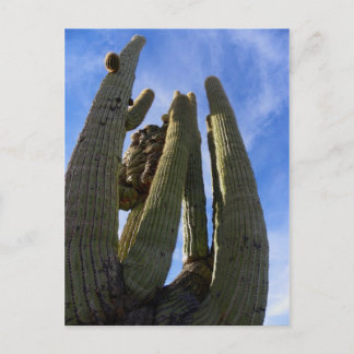 Carte Postale Traversez et ratez-le...