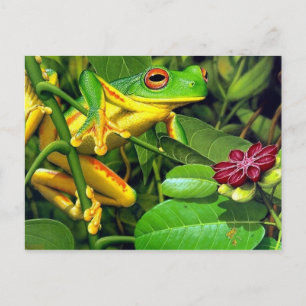 Carte Postale Tree Frog
