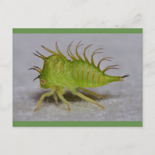 Carte Postale Tree hopper nymph