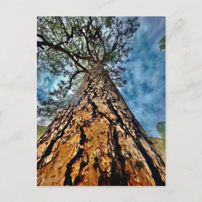 Carte Postale Tree of Life (Devant)