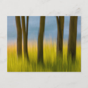 Carte Postale Tree Trunks and Grass San Juan Islands, WA