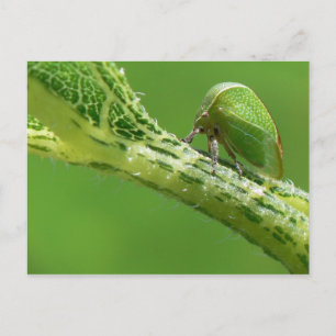Carte postale Treehopper.