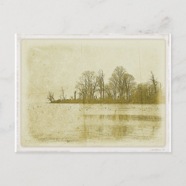 Carte Postale Treeline (Devant)