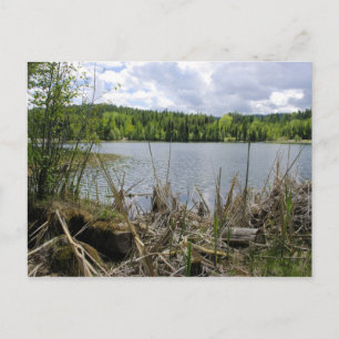 Carte Postale Trees Lake et Sky Marshall Lake Limite B.C.