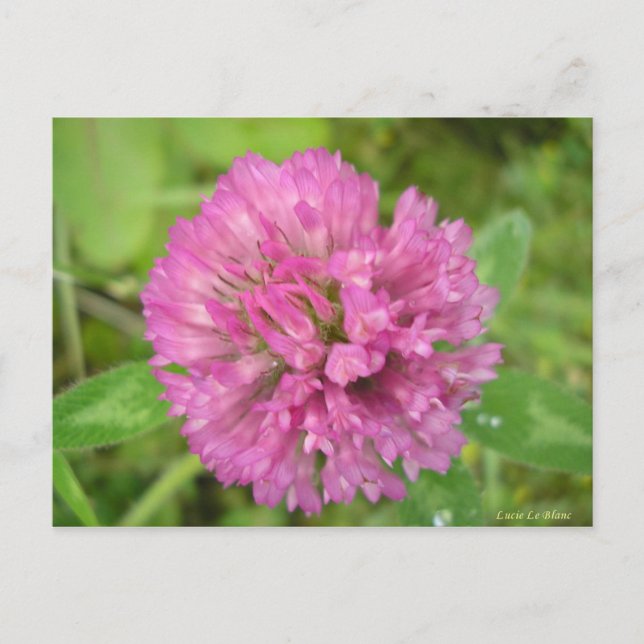 Carte Postale Trèfle rouge (Devant)