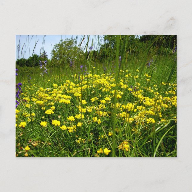 Carte postale Trefoil pieds-oiseaux (Devant)