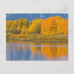 Carte Postale Trembles d'automne colorées