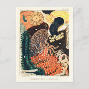 Carte Postale Trepang ou Bêche-de-Mer du Grand Barrier Reef