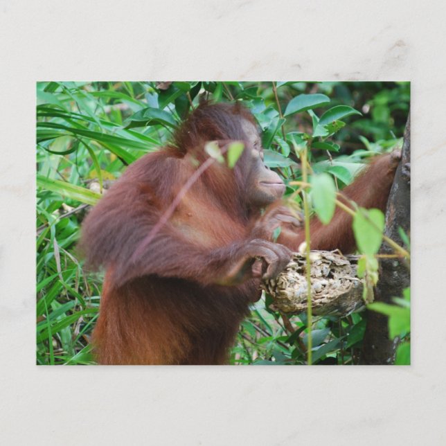 Carte Postale Trésor d'Orangoutan (Devant)
