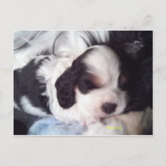 Carte Postale Tri coloré cocker spaniel chiot