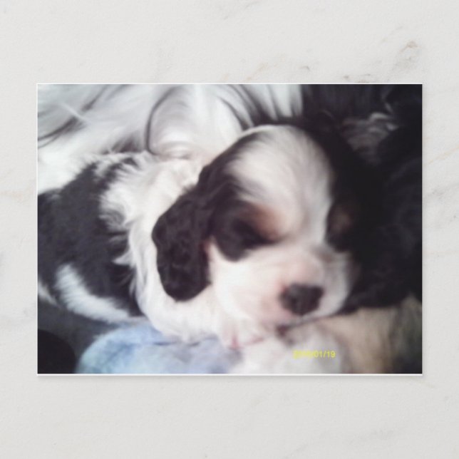 Carte Postale Tri coloré cocker spaniel chiot (Devant)