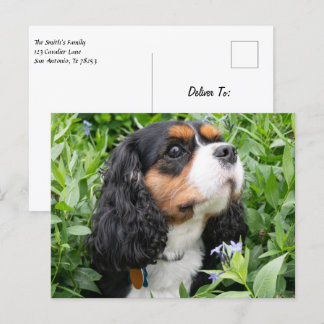 Carte Postale Tri Couleur Cavalier King Charles Spaniel Chien