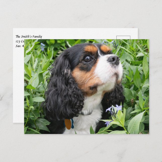 Carte Postale Tri Couleur Cavalier King Charles Spaniel Chien (Devant / Derrière)