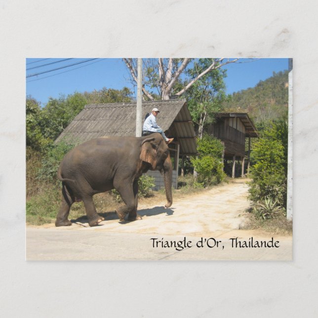 Carte Postale Triangle d'Or, Thailande (Devant)
