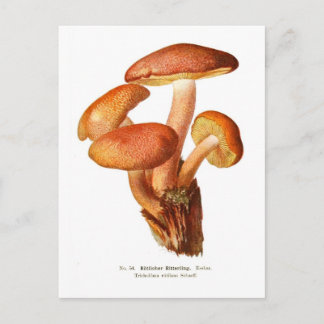 Carte Postale Tricholoma rutilants