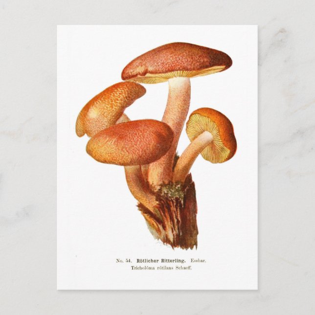 Carte Postale Tricholoma rutilants (Devant)