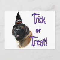 Trick Mastiff (abricot)